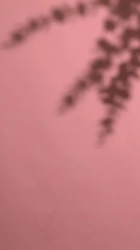 Subtle Plant Shadow Movement on a Pink Wall Creates Natural Abstract Art Stock Footage 327963295