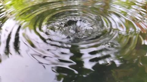 The subtle ripples formed by water droplets in a tranquil pond Stock Footage 304313388