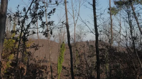 Subtle shadow of wind turbine blades spinning in the woods 4k UHD Stock Footage 45426348