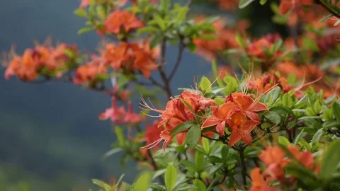 Subtle Slide of Flame Azalea Blooms Stock Footage