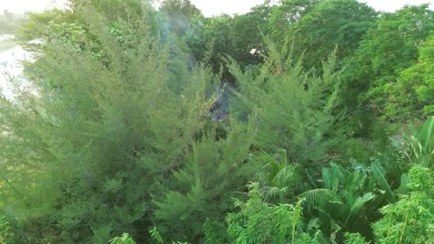 Subtle smoke plume emerging from a vibrant green forest canopy, hinting at .. Stock Footage 339037778