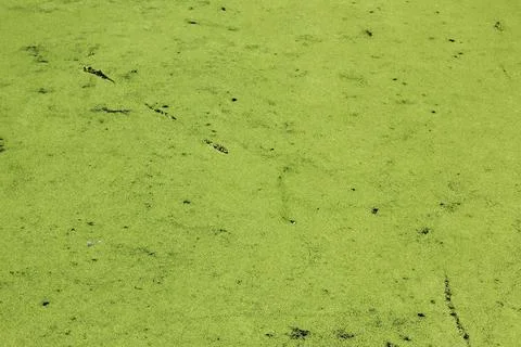 Subtle snake tracks glide across a pond densely covered Stock Photos