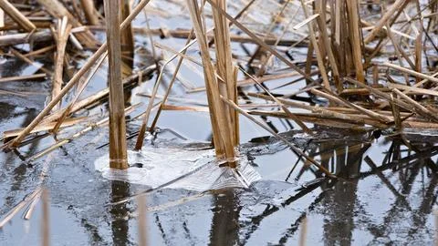 Subtle Spring Reflections and Ice Formations in Northern Wetland Pond Stock Photos