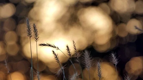 Subtle stems of grass floating in the wind Stock-Footage 83942771