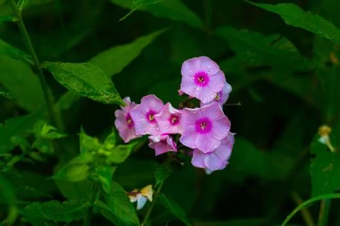 Subtlety Stock Photos