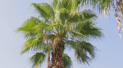 The subtropical climate Stock Footage 67593475