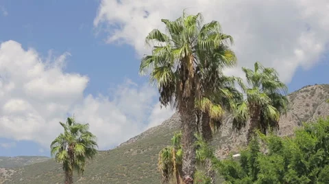 The subtropical climate Stock Footage 68038934