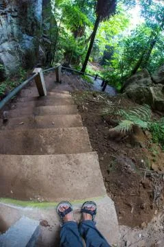 Subtropical forest Stock Photos