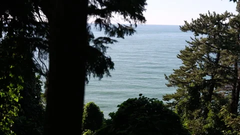 Subtropical forest view looking out toward the Black Sea horizon through tr Vídeos de archivo 347868809
