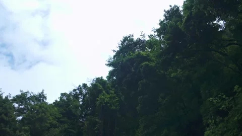 Subtropical Laurel Forest Canopy and Sky at Cubo de la Galga in La Palma Stock Footage 343505600
