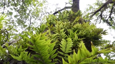 Subtropical Rainforest  Epiphytes on Tree Forward Track up trunk Stock Footage 154383358