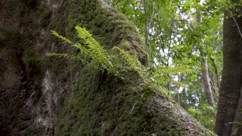Subtropical Rainforest  Epiphytes on Tree Forward Track Stock Footage 154383362
