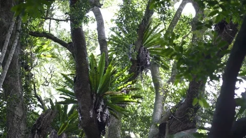 Subtropical Rainforest Low Angle Birdnest Ferns Stock Footage 154383399