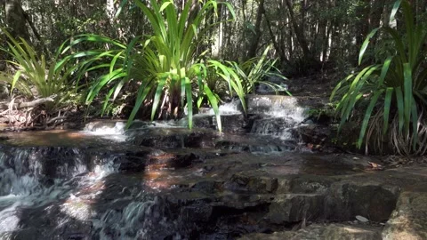 Subtropical Rainforest Stream 1 Stock Footage 154383407