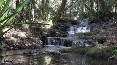 Subtropical Rainforest Stream 2 Stock Footage 154383417