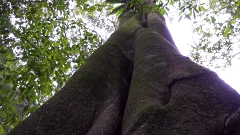 Subtropical Rainforest Tree Forward Track Up Trunk 1 Stock Footage 154383424