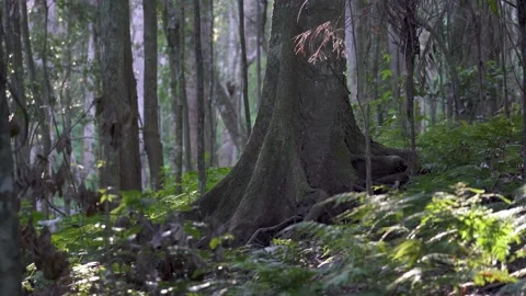 Subtropical Rainforest Tree Trunk 1 Stock Footage 154383410