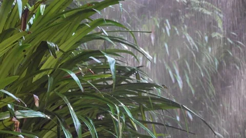 Subtropical Rainforest Waterfall Base close up 2 Stock Footage 154383441