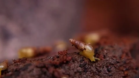 Subulina octona Stock Footage 223368908