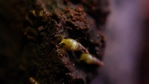 Subulina octona Stock Footage 223368953