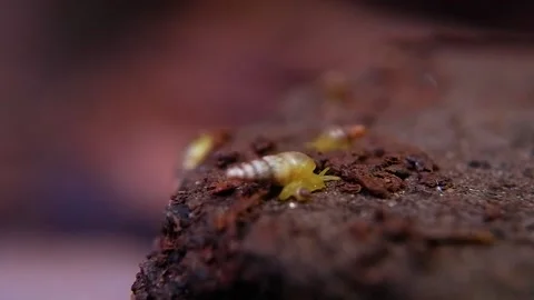 Subulina octona Stock Footage 223368968