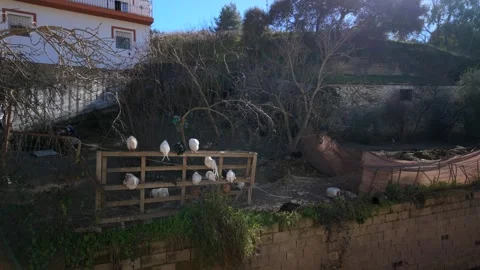 Suburb house backyard with Chicken cage, Setenil De Las Bodegas, Spain - 4K Stock Footage 324789099