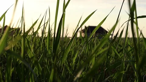 Suburban area in the rays of the setting sun. Focus on the grass. Video stock 154277561