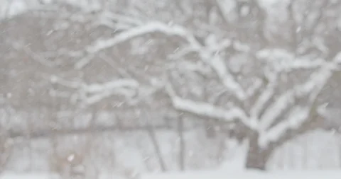 Suburban backyard tree snowfall 스톡 동영상 90273627