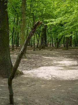 Suburban forest devastation Stock Photos