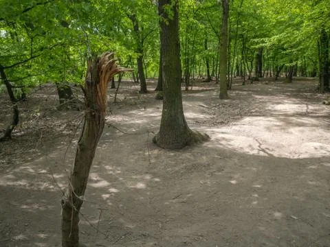 Suburban forest devastation Stock Photos