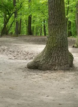Suburban forest devastation Stock Photos