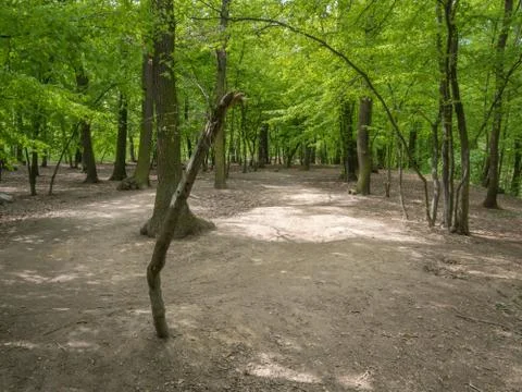 Suburban forest devastation Stock Photos