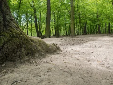 Suburban forest devastation Stock Photos