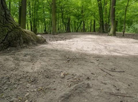 Suburban forest devastation Stock Photos