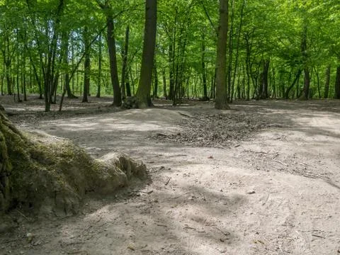 Suburban forest devastation Stock Photos