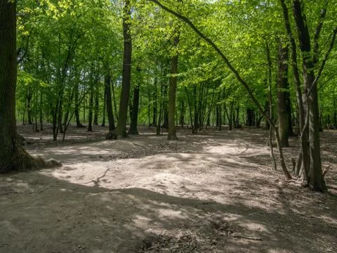 Suburban forest devastation Stock Photos