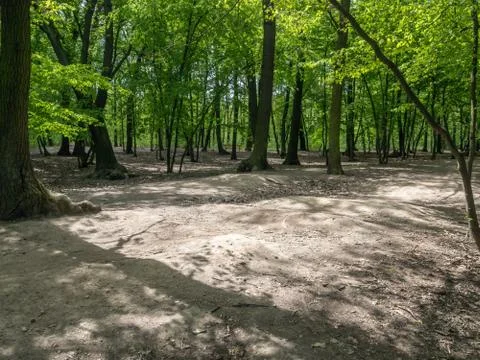 Suburban forest devastation Stock Photos