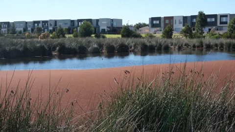 Suburban lake surface covered by red floating aquatic plants in Melbourne Stock Footage 336035448