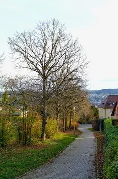 Suburban Path with Bare Trees and Valley View Stock Photos
