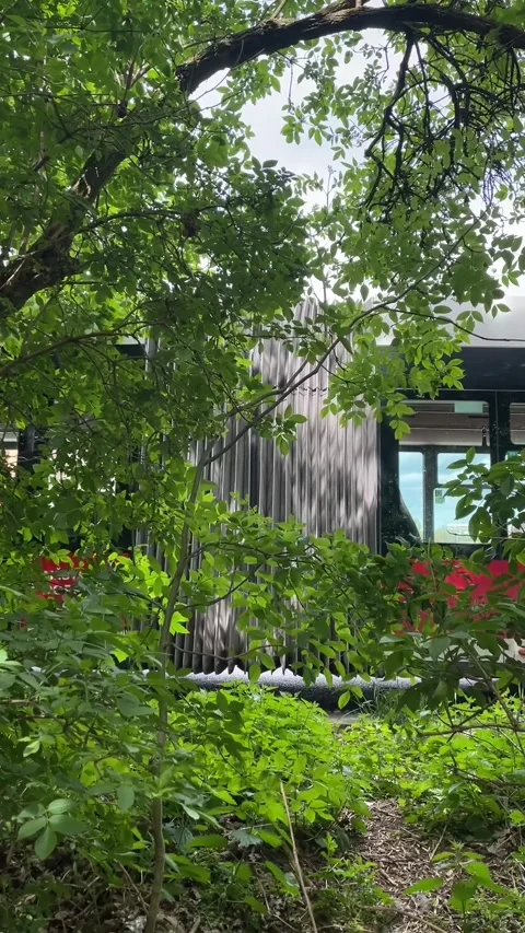 Suburban train peeking through vibrant plant life and foliage Stock Footage 335355245