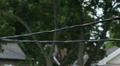Suburban wires after the rain. HD Footage