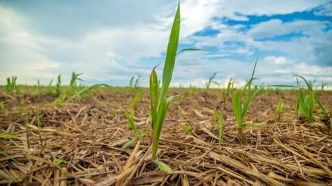Sucar cane Stock Photos