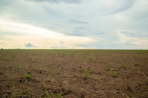 Sucar cane Stock Photos
