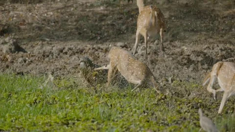 Successful crocodile attack for prey Stock Footage 336653752