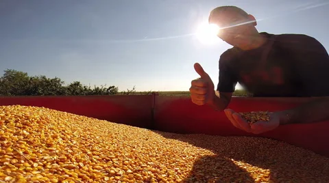 Successful Farmer Checking His Corn Grains and Showing Thumbs Up Stock Footage 56318038