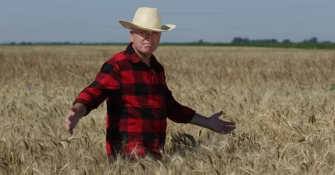 Successful Farmer Looking Around Wheat Crop Proud Satisfied Abundant Harvest 스톡 동영상 59367376