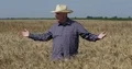 Successful Farmer Looking Around Wheat Crop Proud Satisfied Abundant Harvest 4k or 4k+ Resolution