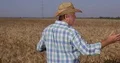 Successful Farmer Looking Around Wheat Crop Proud Satisfied Abundant Harvest 4k or 4k+ Resolution