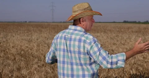 Successful Farmer Looking Around Wheat Crop Proud Satisfied Abundant Harvest Stock Footage 83646842