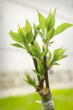 Successful grafting into a split on a plum tree.  Cuttings took root Stock Photos